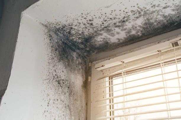 Affordable Crawl Space Mold Removal solutions in Denton, NC